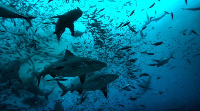 Bull Sharks in Beqa Island, Fiji while Scuba Diving